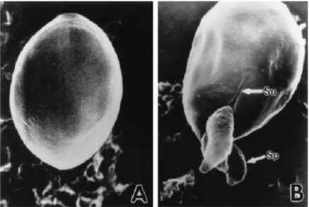 Figure  IV-1Oocyste  et  sprorozoites  en  cours  de  désenkystement  (A)  oocyste  intact  avant  l’étape  de  désenkystement  (B)  libération  de  trois  sporozoites  (sp)  par  une  fente  (su)  dans  la  paroi  de  l’oocyste  (MEB  x  160000) ( Fayer e