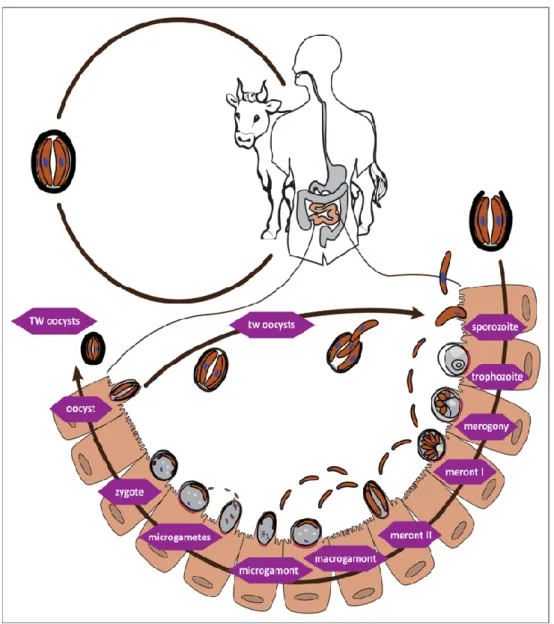 Figure  IV-2  Cycle  biologique  de  Cryptosporidium    Après  désenkystement  des  oocystes  dans  la  lumière  de  l'intestin, les sporozoïtes pénètrent dans les cellules hôtes et se transforment en trophozoïtes dans des vacuoles  parasitophores  confiné