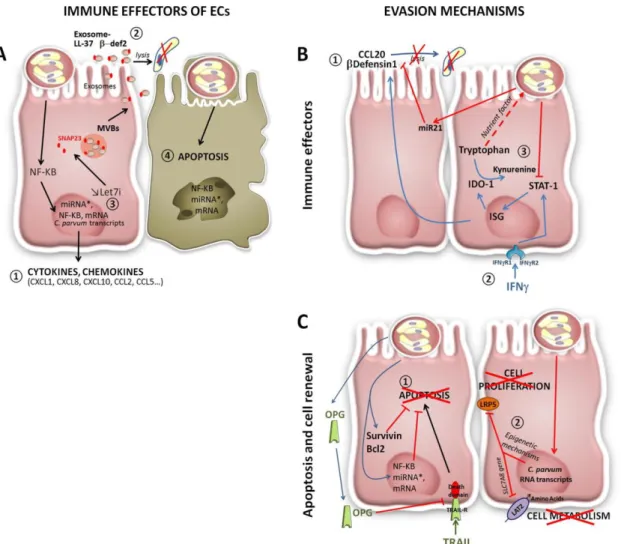 Figure  IV-3  Mécanismes  de  défense  des  cellules  épithéliales  après  infection  par  C