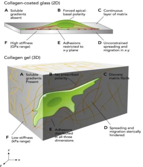 Figure V-1 Comparaison entre les microenvironnements dans une culture 2D et une culture 3D