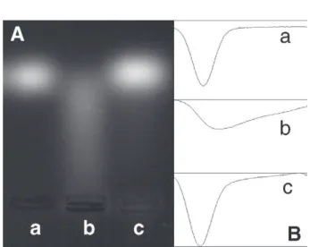 Fig. 3 – Agarose gel electrophoresis pattern of chloroquine- chloroquine-loaded DWCNTs