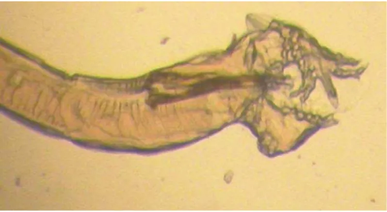 Figure 5 : Bourse copulatrice des mâles munie des deux spicules (en marron) et de la côte en Y (Photo A