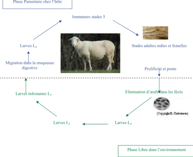 Figure 6 : Cycle biologique d’H. contortus  chez les ovins