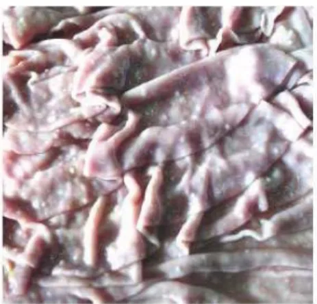Figure 7 : Développement de nodules dans la muqueuse abomasale d’un mouton ayant subi des infestations  successives par H