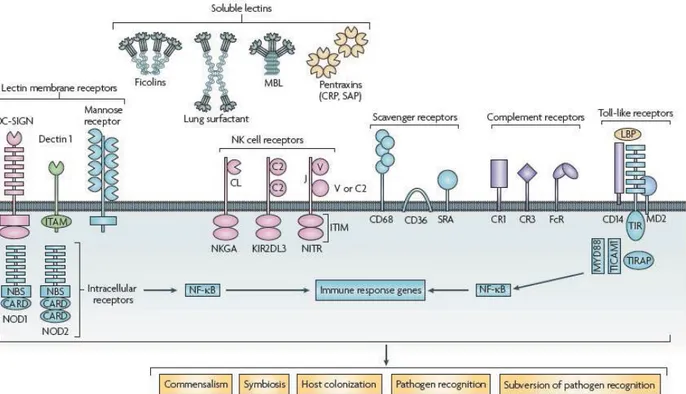 Figure 10 : Pattern-Recognition Receptors et leur participation dans les interactions avec les pathogènes (Vasta  G.R., 2009)