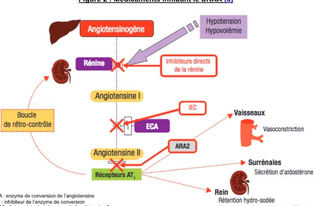 Figure 2 : Médicaments inhibant le SRAA (3) 