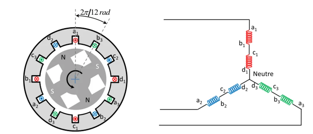 Figure 2.1: Coupe radiale et enroulements statoriques d’une MSAP triphasée à 2 paires de pôles