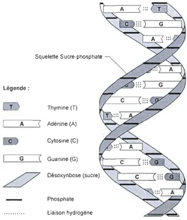 Figure  1.1  Complémentarité  des  brins d'ADN  (Thibaut-Adrien,  2008). 