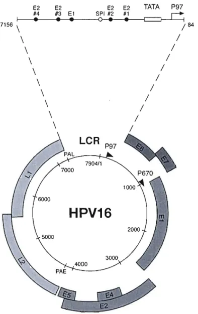 Figure 1.6 Structure du génome du  VPH16. 