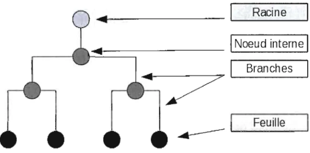 Figure 2.4  Exemple d'un  arbre phylogénétique. 