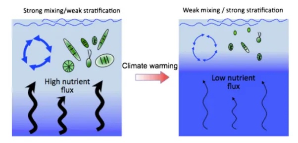 Figure 1.4: Warming effect on the water stratification (blue arrows), in associ- associ-ation with nutrient mixing (black arrows), phytoplankton production and cell size Winder et al