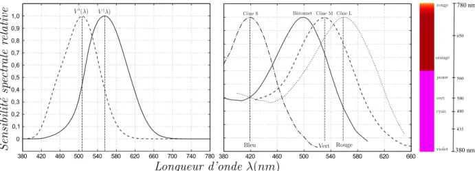 Figure 1.5 : : Fonction d’efficacité lumineuse normalisée en vision photopique V (λ) et scotopique V ′ (λ) (à gauche) et sensibilité spectrale relative des cônes L, M, et S et des bâtonnets (à droite) (sensibilités spectrales relatives de l’observateur sta