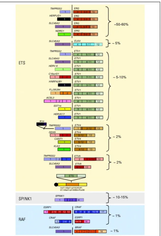 Figure	19:	Classification	des	fusions	de	gènes	dans	la	CaP.	