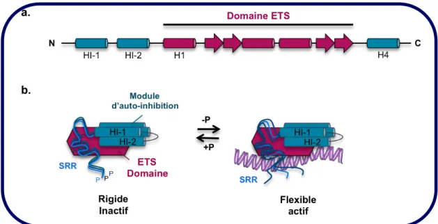 Figure	 3:	 Fonction	 d'auto-inhibition	 du	 facteur	 ETS1	 via	 la	 phosphorylation	 des	 régions	 en	amont	du	domaine	ETS.	