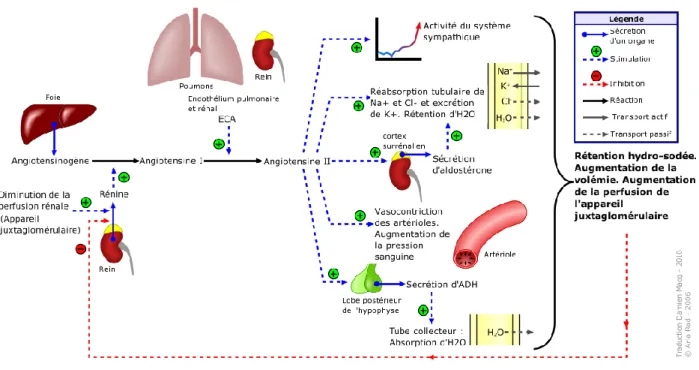 Figure 6 : Schématisation du système rénine angiotensine aldostérone (61)
