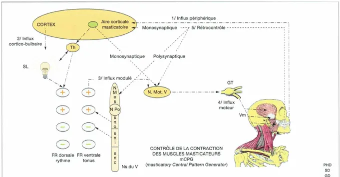 Figure 4 : Le mCPG (masticatory Central Pattern Generator) 