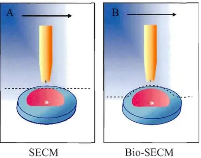 Figure 1.1.  Microscopie électrochimique  à  balayage pour laquelle  l'électrode  se  déplace  (A)  en  mode  hauteur constante  (SECM)  et  (B)  en  mode distance constante (Bio-SECM)