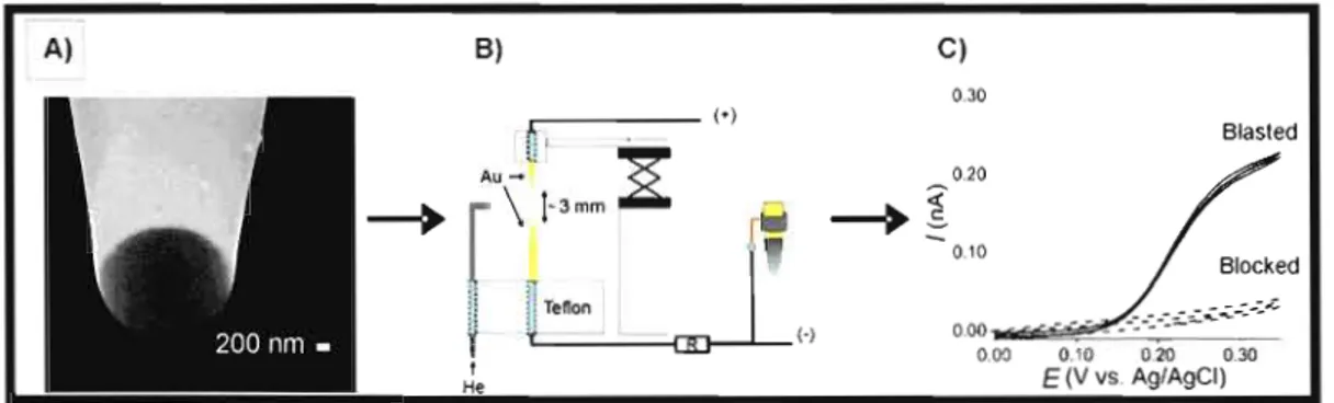 Figure  1.6.  Removal  of blocking  polymer  layers  from  a  microelectrode.  A)  SEM  image  of  the  end  of a  blocked  gold  ring  micropipet