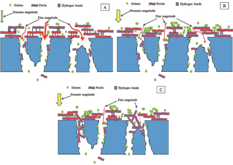 Fig. 12. (A) Pectic gel layer at membrane surface, (B) pectic gel layer compaction, and (C) unstructured pectic gel layer.