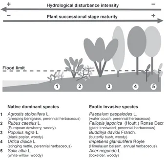 Fig. 1 Distribution of exotic and native species along gradients of hydrological disturbance and successional stages occurring within the riparian area
