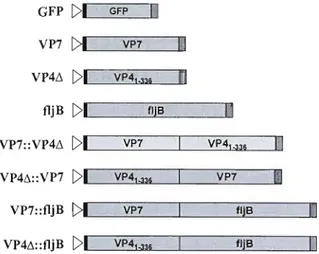 Figure 1 : Constructs used for expression in  tobacco leaves 