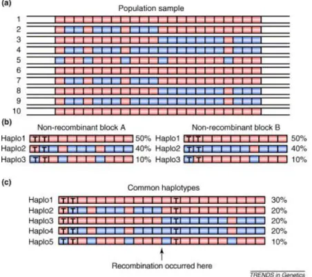 Figure 1.4 – Exemple de SNP tagging (Cardon and Abecasis, 2003)