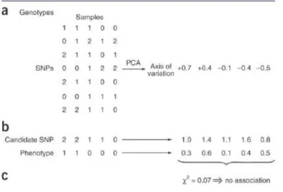Figure 1.8 – Exemple de l’utilisation de la méthode d’association par ACP. (a) On a tout d’abord la matrice X dont on tire un axe de variation après avoir réalisé l’ACP