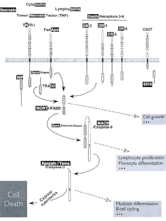 Figure 2.3  :  La voie des  récepteUl's de  mort Fas et TNF-Rl. La  signalisation de la  voie du  récepteur de  mort  active  se  fait  par  sa  région  cytoplasmique  connue  sous  le  nom  de  domaine  de  mort  (DD)