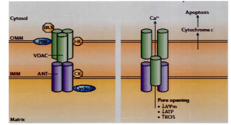 Figure  2.7:  Représentation  schématique  de  l'ouverture  des  pores  de  transition  de  perméabilité  PTP
