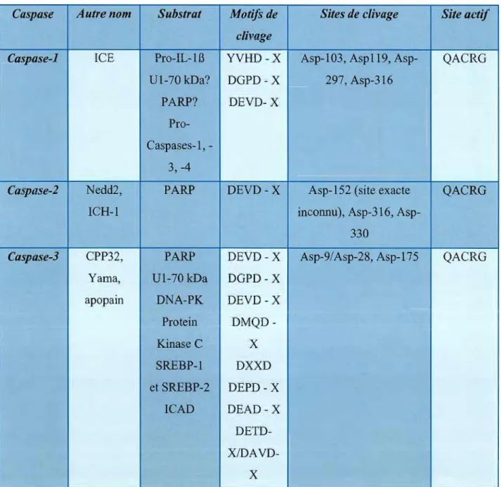 Tableau  2.1:  Liste des  différents  membres de  la  famille  des  caspases.  Les  caspases  sont  des  protéases  à  cystéine