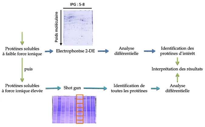 Figure 11  : Stratégie de l’analyse protéomique appliquée à l’étude de la fonte lipidique du  foie gras de canard