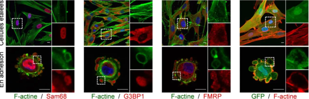 Figure 3.11 : Les RBPs Sam68, G3BP1 et FMRP relocalisent au niveau des SICs. 