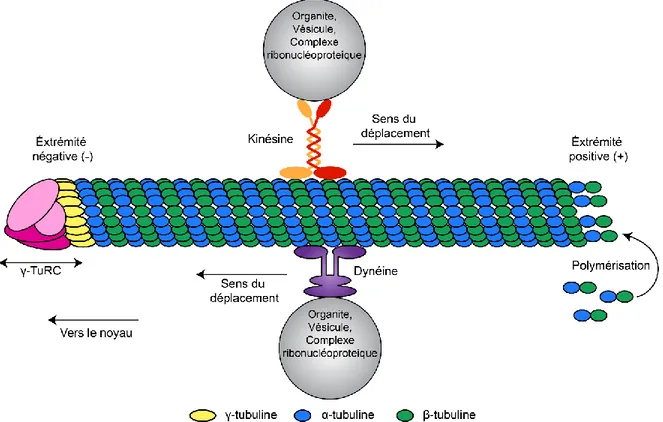 Figure  1.4 :  Représentation d’un microtubule et des protéines moteurs qui lui sont  associées 