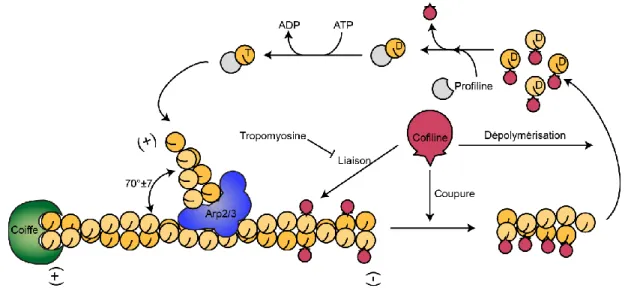 Figure  1.7 :  Régulation  de  la  dynamique  de  l’actine  par  les  protéines  associées  à  l’actine