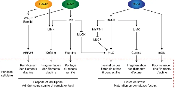 Figure 1.10 : Rôle des Rho GTPases et de leurs effecteurs dans la migration cellulaire  et le remodelage du cytosquelette d’actine