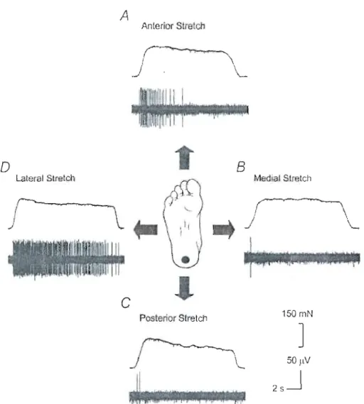 Figure 1.2  La  sensibili té  directionnelle  des  mécano récepteurs  plantaires  enregistrée par microneurographie