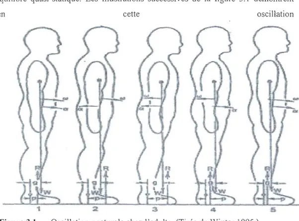Figure 3.1  Oscillation posturale chez l'adulte.  (Tirée de Winter 1995.) 