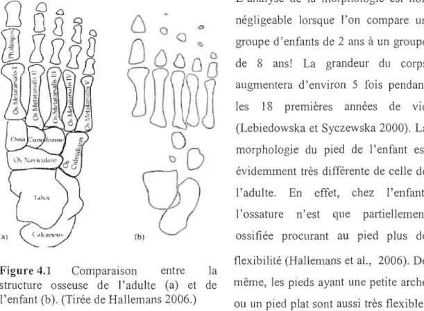 Figure 4.1  Comparaison  entre  la  flexibilité  (Hallemans et  aL,  2006). De  structure  osseuse  de  l'adulte  (a)  et  de  même,  les  pieds  ayant  une  petite  arche  l'enfant (b)