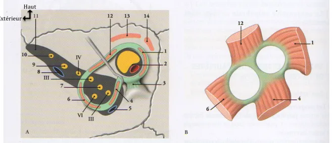 Figure 2 : Illustration de l’anneau tendineux commun (1).  