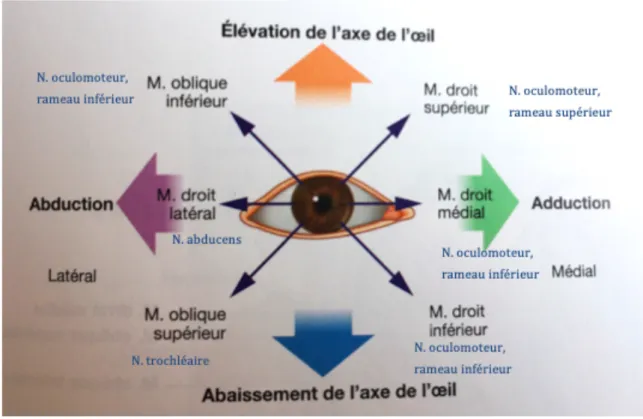 Figure 6 : Fonction des muscles extrinsèques de l’œil (3).  