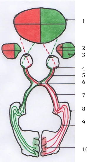 Figure 7 : Schéma personnel du fonctionnement des voies visuelles  reproduit d’après le schéma du nerf optique et voie visuelle de l’atlas  d’anatomie humaine Sobotta (3)