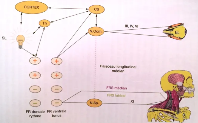 Figure 8 : Schéma représentant les relations entre les dents, les yeux  et la posture (4)