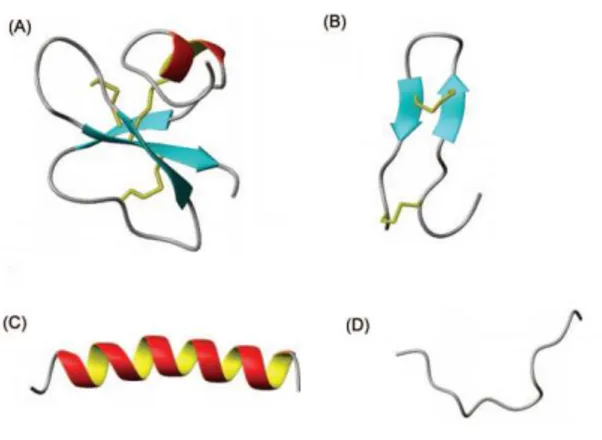 Figure  5.  Différents  types  de  peptides  antimicrobiens.  (A)  beta-défensine  humaine  (B)  polyphémusine  à  feuillet  beta,    (C)  magainine  à  hélice  alpha,  et    (D)  indolicine