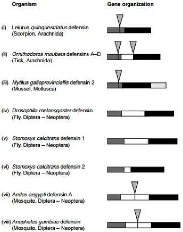Figure 10. Comparaison de la structure du gène codant les défensines entre espèces. Gris= 
