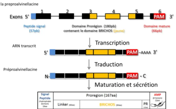 Figure  4.  Structure  du  gène  codant  la  préproalvinellacine  et  structure  du  précurseur  protéique  (en  bleu :  peptide  signal,  en  noir :  prorégion,  en  jaune :  domaine  BRICHOS,  en  rouge : peptide antimicrobien)