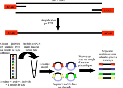 Figure 6.  Schéma de la technique Marquage-Clonage-Recapture (MCR) de Bierne et  al., 2007