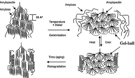 Figure 1-8: Principe de la gélatinisation et de la rétrogradation de l'amidon (Liu et al