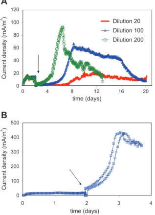 Fig. 1. Chronoamperometry at + 0.1 V/SCE with compost leachate as inoculum and dairy waste as fuel
