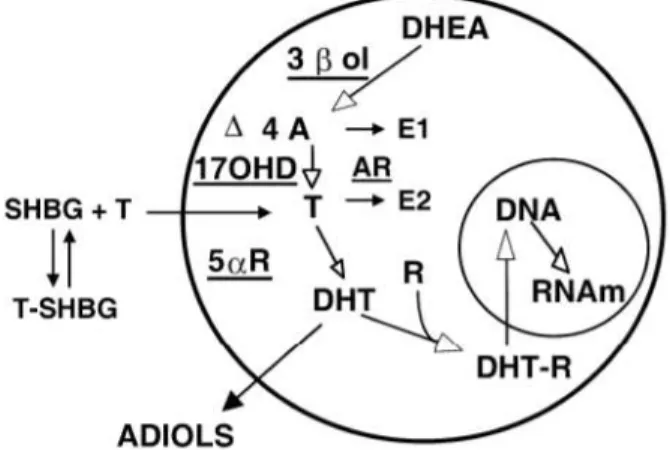 Figure 4 : Métabolisme des androgènes au niveau des tissus périphériques (6)  (cf. partie « ABREVIATIONS ») 