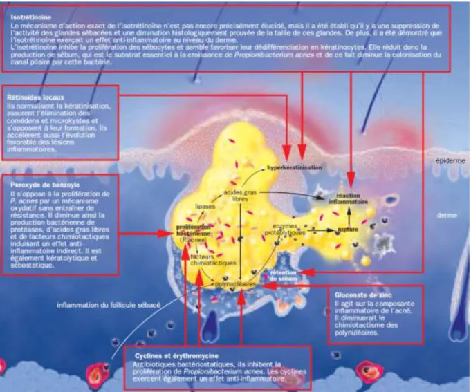 Figure 27 : Mécanisme d’action de quelques traitements médicamenteux de l’acné  (44) 